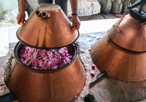 آیین گلابگیری کاشان جهانی شد