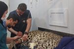 حال پلنگ مرکز باز پروری و تیمار وحوش کلاه قاضی خوب نیست