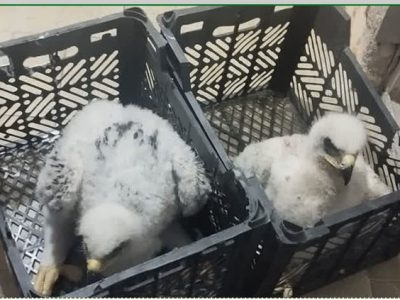 خودداری از نزدیک شدن به آشیانه و برداشتن جوجه‌های پرندگان شکاری