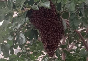 هجوم زنبورها در خمینی‌شهر