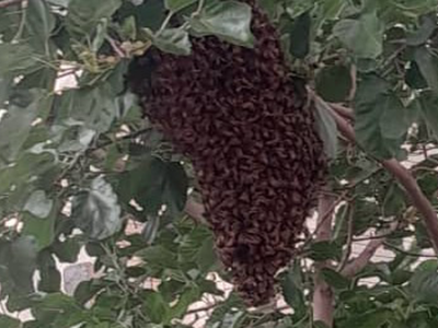 هجوم زنبورها در خمینی‌شهر