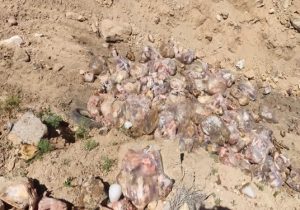 توقیف و معدوم سازی بیش از ۱ هزار کیلوگرم فرآورده خام دامی در شهرستان سمیرم