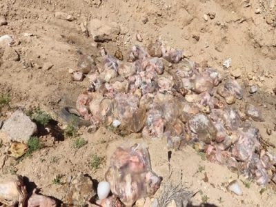 توقیف و معدوم سازی بیش از ۱ هزار کیلوگرم فرآورده خام دامی در شهرستان سمیرم