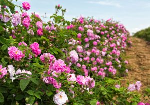 پیش‌بینی تولید ۱۴ هزار تن گل محمدی در سال جاری