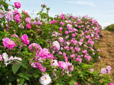 پیشبینی تولید ۱۴ هزار تن گل محمدی در سال جاری