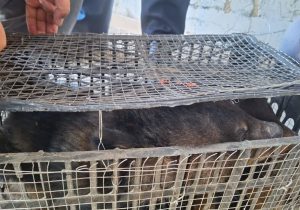 کشف توله خرس های قاچاق در نایین