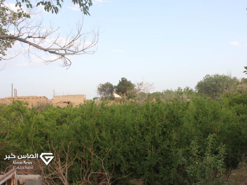 تصاویر|طبیعت کوهپایه در آخرین روزهای فصل بهار