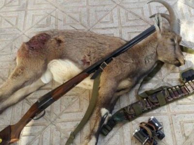 دستگیری متخلفین شکار یک بز وحشی در دالانکوه
