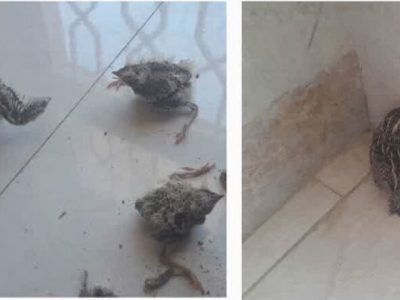 اتباع غیرقانونی با پرنده شکاری نادر در سمیرم دستگیر شدند