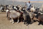 ایجاد و راه اندازی هزار و ۲۷۷ فرصت شغلی در زمینه دامداری برای مددجویان کمیته امداد استان اصفهان