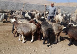 ایجاد و راه اندازی هزار و ۲۷۷ فرصت شغلی در زمینه دامداری برای مددجویان کمیته امداد استان اصفهان