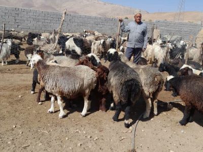 ایجاد و راه اندازی هزار و ۲۷۷ فرصت شغلی در زمینه دامداری برای مددجویان کمیته امداد استان اصفهان