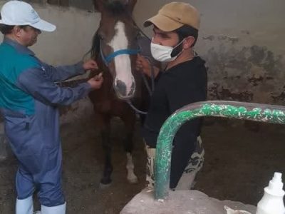 پایش بیماری مشمشه در ۲۱۰ راس اسب در شهرستان اصفهان