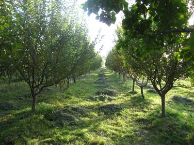 اجرای عملیات اصلاح ۲۵۰۰ هکتار از باغ‌های استان