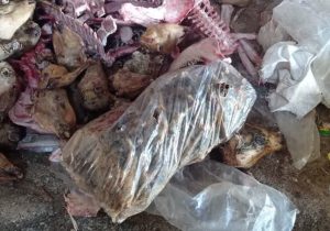 معدوم سازی یک تن کله پاچه فاسد در شهرستان خمینی شهر   