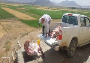 معدوم سازی لاشه غیر قابل مصرف دو راس گاو توسط شبکه دامپزشکی شهرستان بویین میاندشت