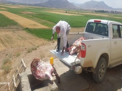 معدوم سازی لاشه غیر قابل مصرف دو راس گاو توسط شبکه دامپزشکی شهرستان بویین میاندشت