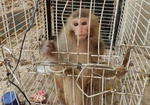 کشف سه میمون از منزلی در شهرستان گلپایگان 