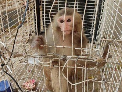 کشف سه میمون از منزلی در شهرستان گلپایگان