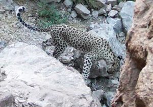 پلنگ ایرانی در کوه معلی، مشاهده و ثبت شد