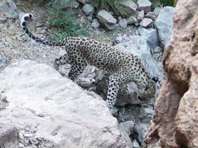 پلنگ ایرانی در کوه معلی، مشاهده و ثبت شد