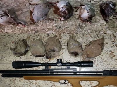 دستگیری متخلف شکار و صید غیر مجاز کبک وحشی در شهرستان اردستان