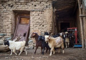 چالش‌ها در دامداری سنتی کوهپایه