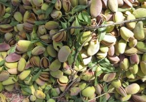 فیلم| برداشت بادام در کوهپایه آغاز شد