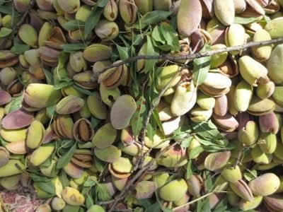 فیلم| برداشت بادام در کوهپایه آغاز شد