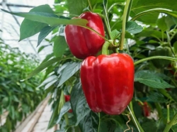 شهرستان تیران و کرون تولید کننده سالانه بیش از ۶۵ هزار تن فلفل دلمه‌ای رنگی