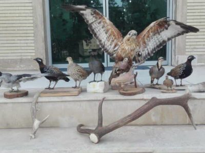 شناسایی متخلف تاکسیدرمی جانوران وحشی در شهرضا