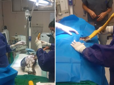 عمل جراحی عقاب آسیب دیده در اصفهان