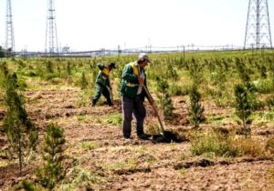 افتتاح جنگل مصنوعی ۵ هکتاری در زندان کاشان