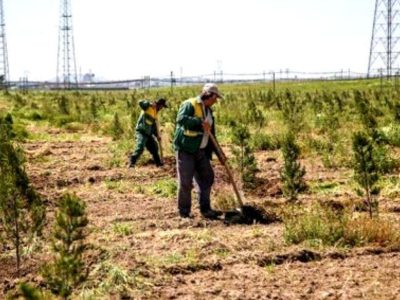 افتتاح جنگل مصنوعی ۵ هکتاری در زندان کاشان
