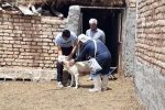 واکسیناسیون رایگان ۳۸۵ قلاده سگ علیه بیماری هاری در شهرستان اردستان