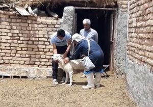 واکسیناسیون رایگان ۳۸۵ قلاده سگ علیه بیماری هاری در شهرستان اردستان
