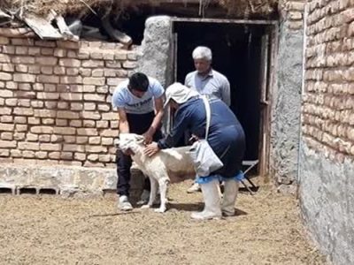 واکسیناسیون رایگان ۳۸۵ قلاده سگ علیه بیماری هاری در شهرستان اردستان