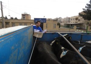 نظارت بر تامین و انتقال بالغ بر ۲ هزار و ۹۰۰ راس دام زنده به کشتارگاه های کشور در شهرستان لنجان