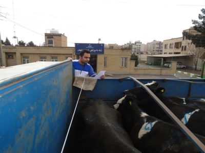 نظارت بر تامین و انتقال بالغ بر ۲ هزار و ۹۰۰ راس دام زنده به کشتارگاه های کشور در شهرستان لنجان