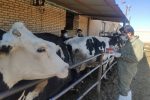 نمونه گیری سرمی بیماری بروسلوز در نزدیک به ۵ هزار رأس گاو دامداری های صنعتی شهرستان شهرضا