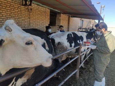 نمونه گیری سرمی بیماری بروسلوز در نزدیک به ۵ هزار رأس گاو دامداری های صنعتی شهرستان شهرضا