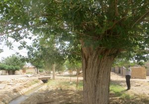 ثبت درخت توت کهن‌سال روستای سرآسیاب اصفهان در فهرست آثار طبیعی ملی ایران