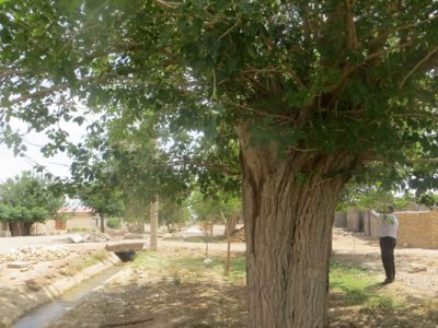 ثبت درخت توت کهنسال روستای سرآسیاب اصفهان در فهرست آثار طبیعی ملی ایران