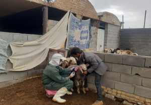 واکسیناسیون بالغ بر۲۱۰ هزار نوبت سر دام در شهرستان شهرضا