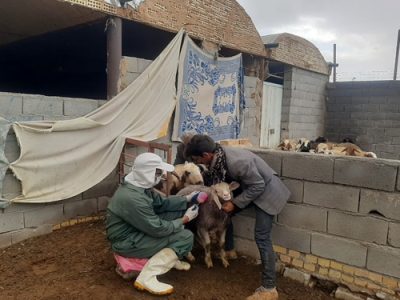 واکسیناسیون بالغ بر۲۱۰ هزار نوبت سر دام در شهرستان شهرضا