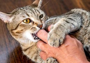 افزایش ۱۰ درصدی حیوان گزیدگی در اصفهان