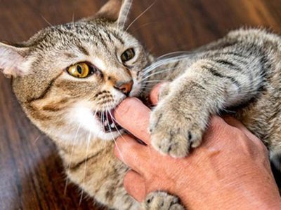 افزایش ۱۰ درصدی حیوان گزیدگی در اصفهان