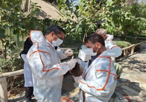 نمونه برداری پرندگان باغ پرندگان اصفهان توسط اداره کل دامپزشکی استان اصفهان