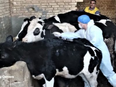 واکسیناسیون بالغ بر ۱۲۵ هزار راس دام سبک و سنگین علیه بیماری های دامی در شهرستان لنجان