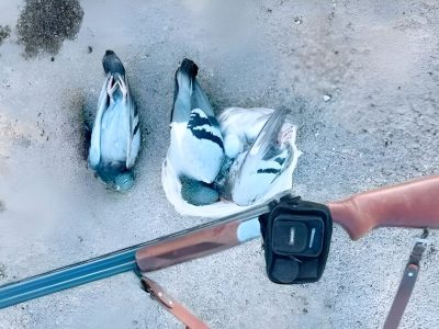 دستگیری ۳ متخلف شکار و صید حیات وحش طی عملیات های جداگانه در بویین میاندشت